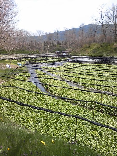 大王わさび農場